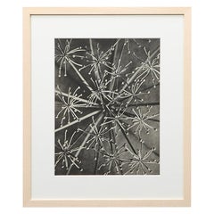 Antique Photogravure in Black and White by Karl Blossfeldt 
9
