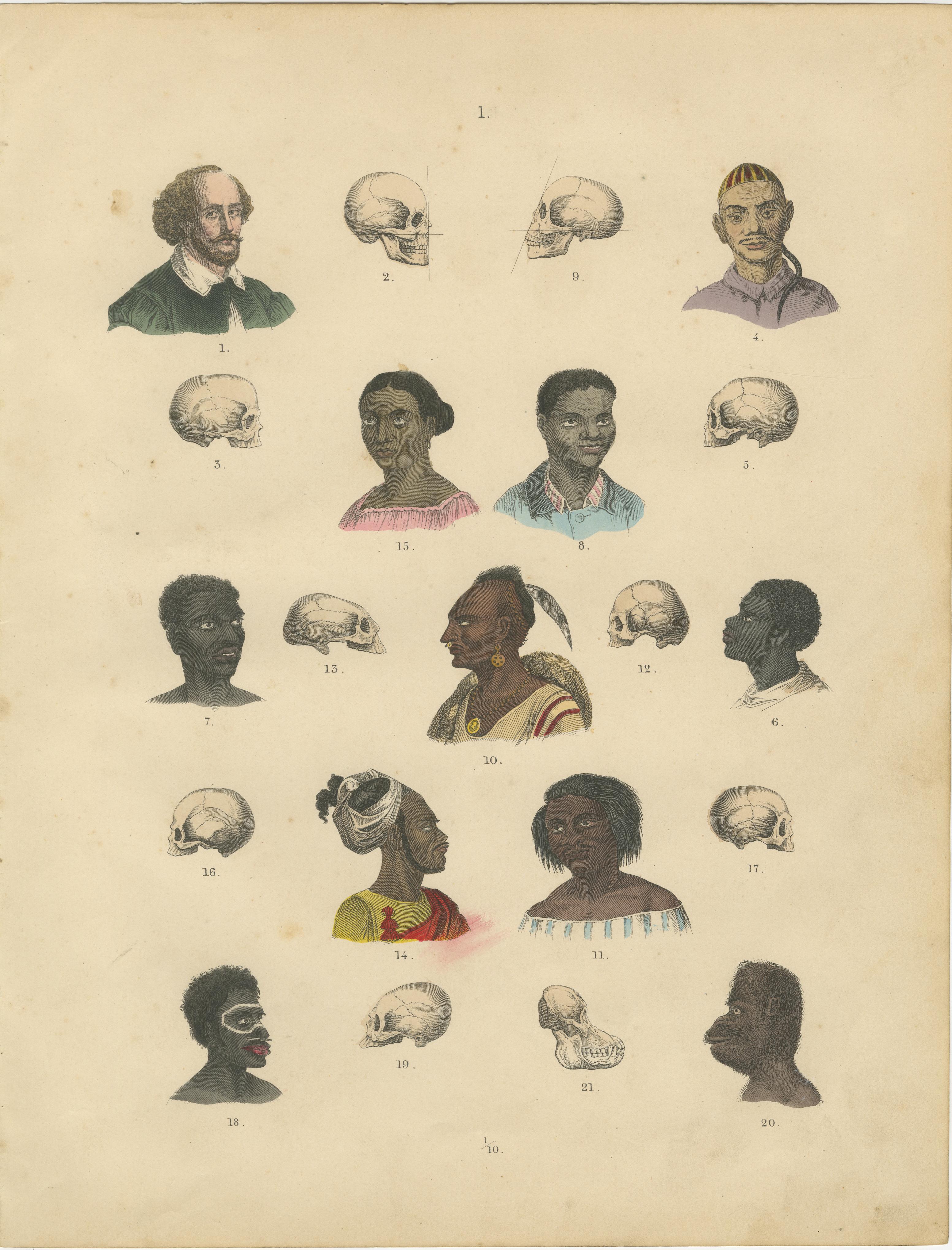 Studio di frenologia e teschi etnografici - Stampa antica Tipi umani 1867 in vendita 4