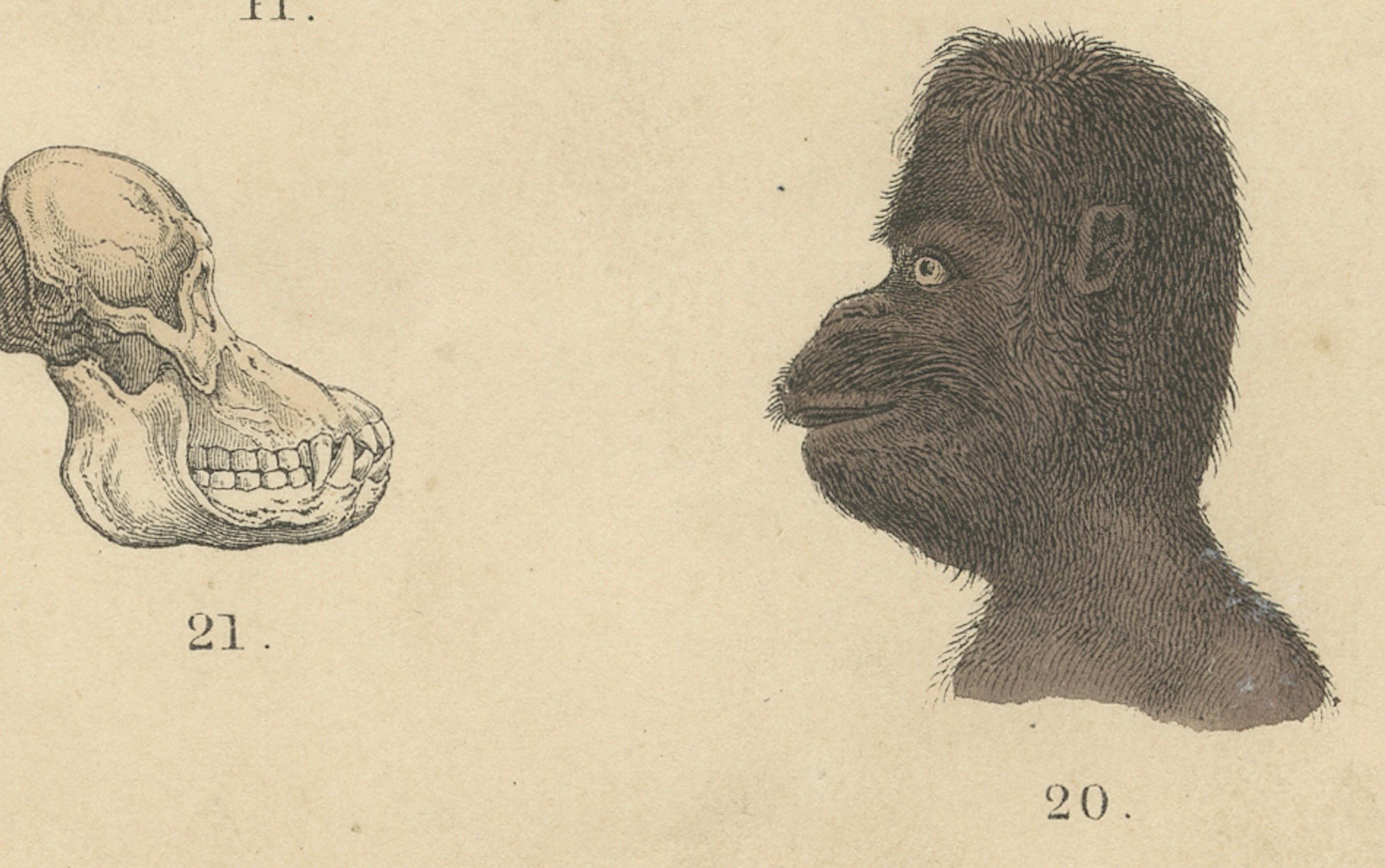 Studio di frenologia e teschi etnografici - Stampa antica Tipi umani 1867

Questa intrigante stampa antica presenta uno studio dettagliato della frenologia, dei tipi etnografici e dell'anatomia del cranio risalente al XIX secolo. Proviene dall'Atlas