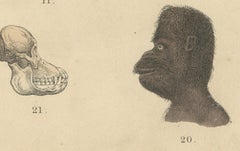 Phrenology & Ethnographic Skulls Study – Antique Print Human Types 1867