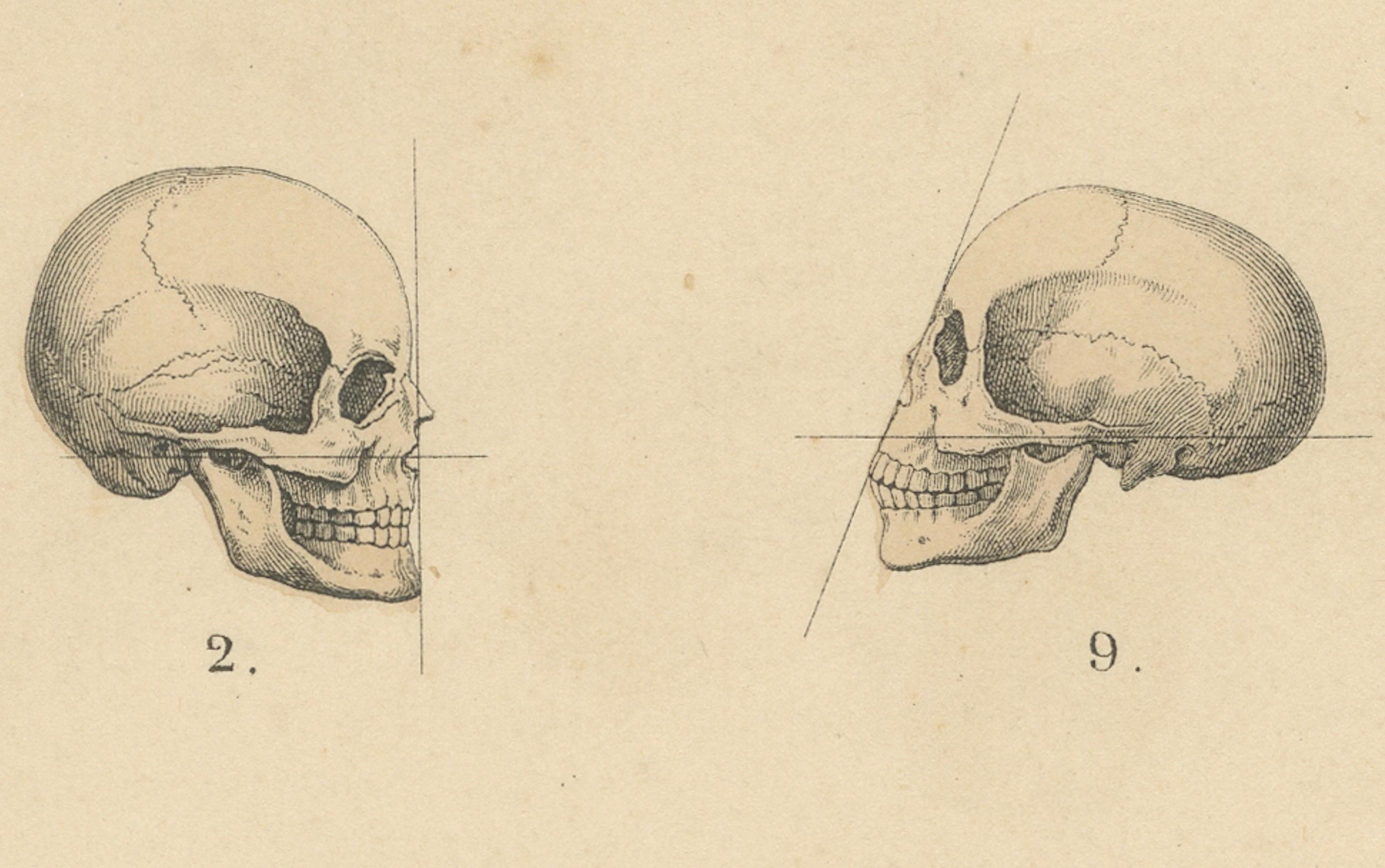 Carta Studio di frenologia e teschi etnografici - Stampa antica Tipi umani 1867 in vendita