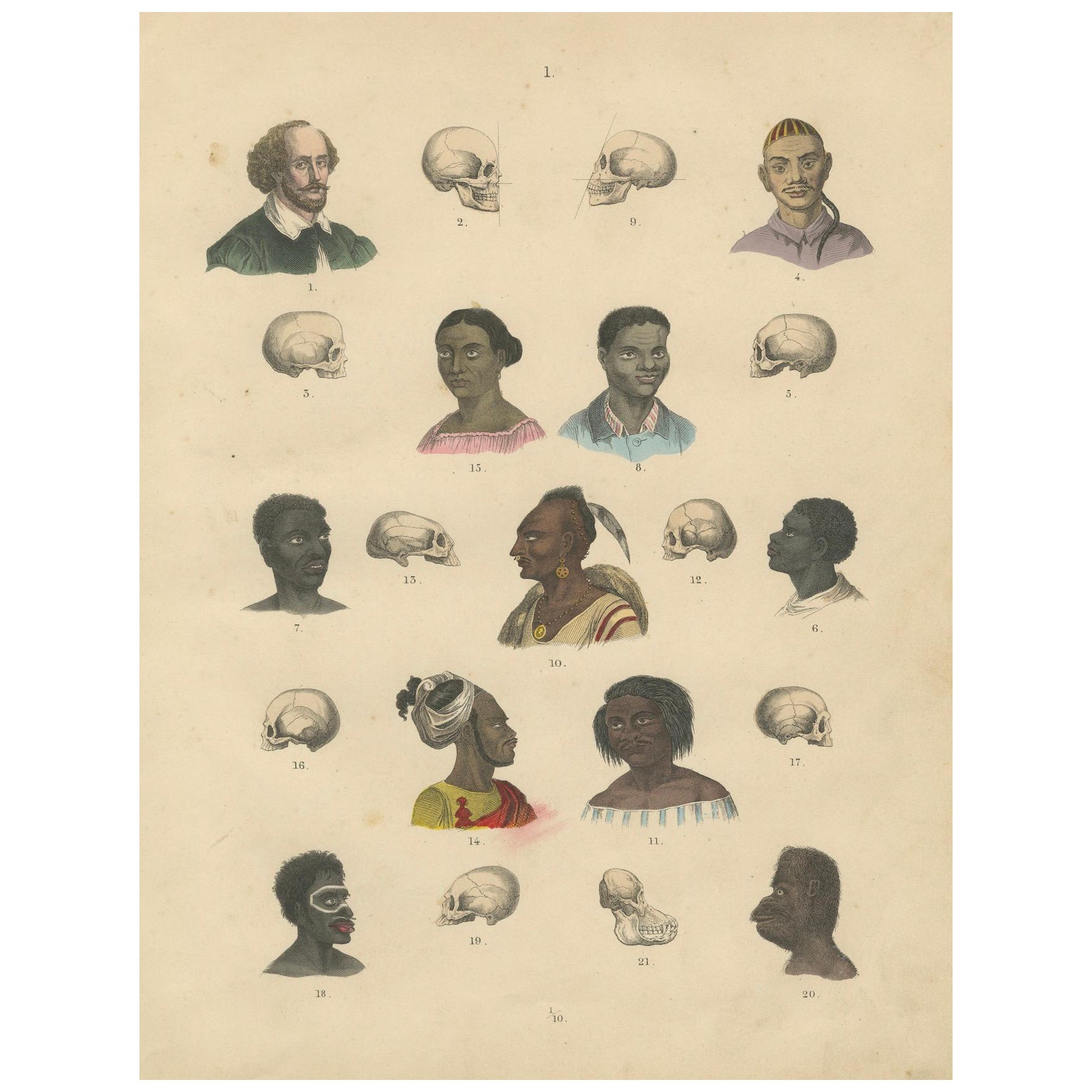 Phrenology & Ethnographic Skulls Study – Antique Print Human Types 1867