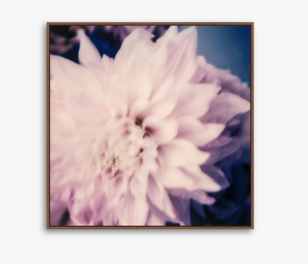 Dahlia - 21st Century Contemporary Photographic Floral Print from Color Polaroid For Sale 1