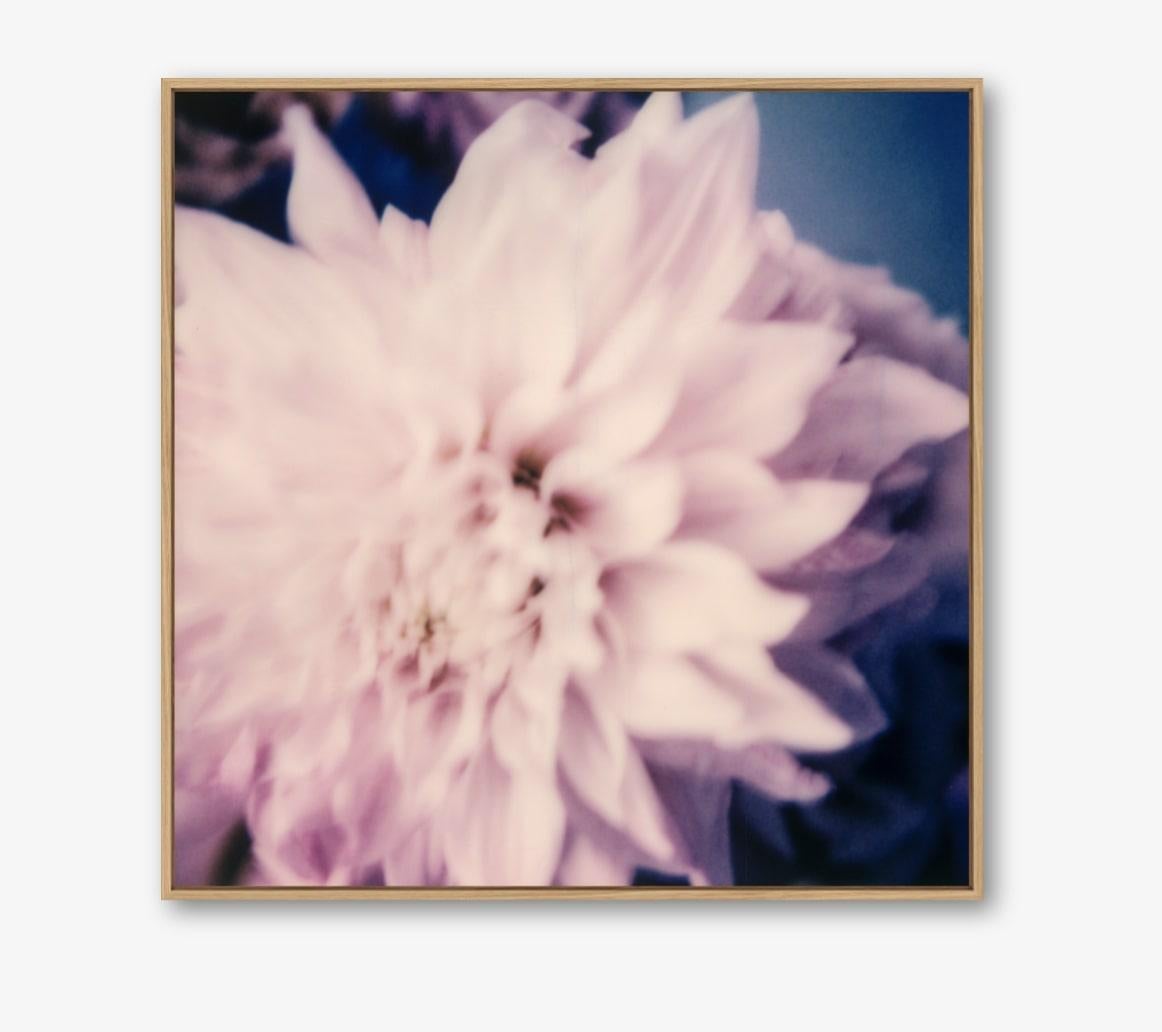 Dahlia - 21st Century Contemporary Photographic Floral Print from Color Polaroid - Beige Figurative Print by Pia Clodi