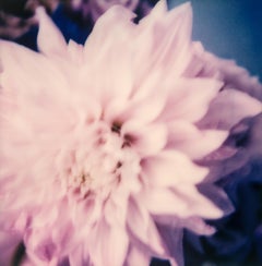 Dahlia - Impression florale photographique contemporaine du 21e siècle en polaroïd couleur