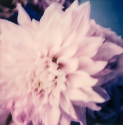 Dahlia - Grande stampa fotografica floreale contemporanea da Polaroid a colori unici