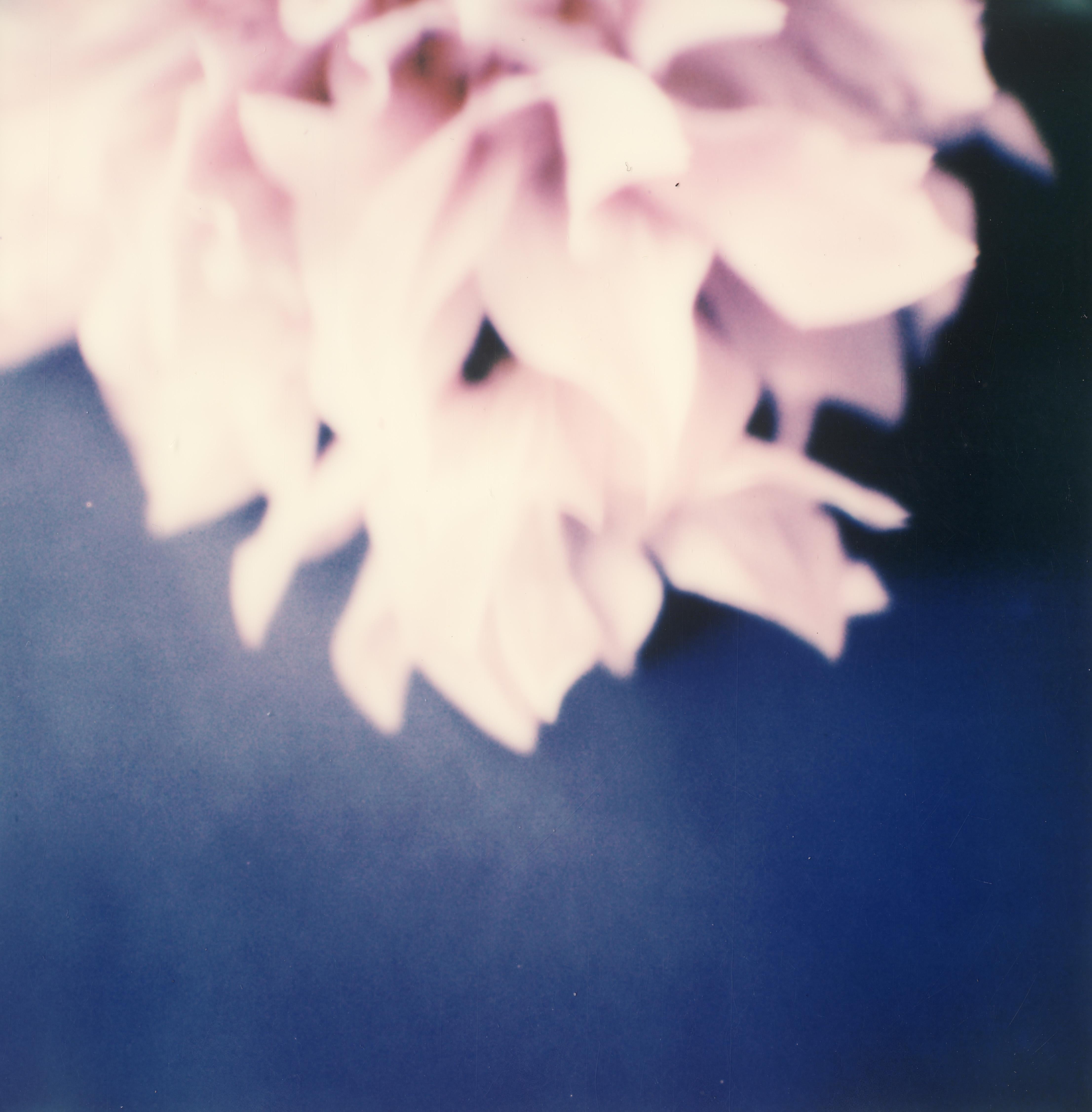 Dahlia II – Zeitgenössischer Farb Polaroid mit Fotodruck des 21. Jahrhunderts
