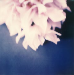 Dahlia II - 21st Century Contemporary Photographic Print Color Polaroid