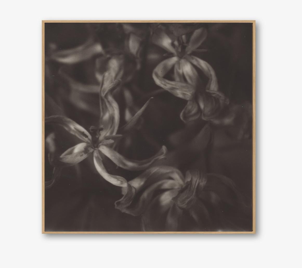 Dry Tulips - 21st Century Photographic Floral Print, PolaroidOriginal, Shadow Gapped Frame - Photographic Print on Aluminium Dibond - Edition 10 + 1, with Certificate

Dry Tulips is a beautiful  example of Pia Clodi's ability to inject beauty and