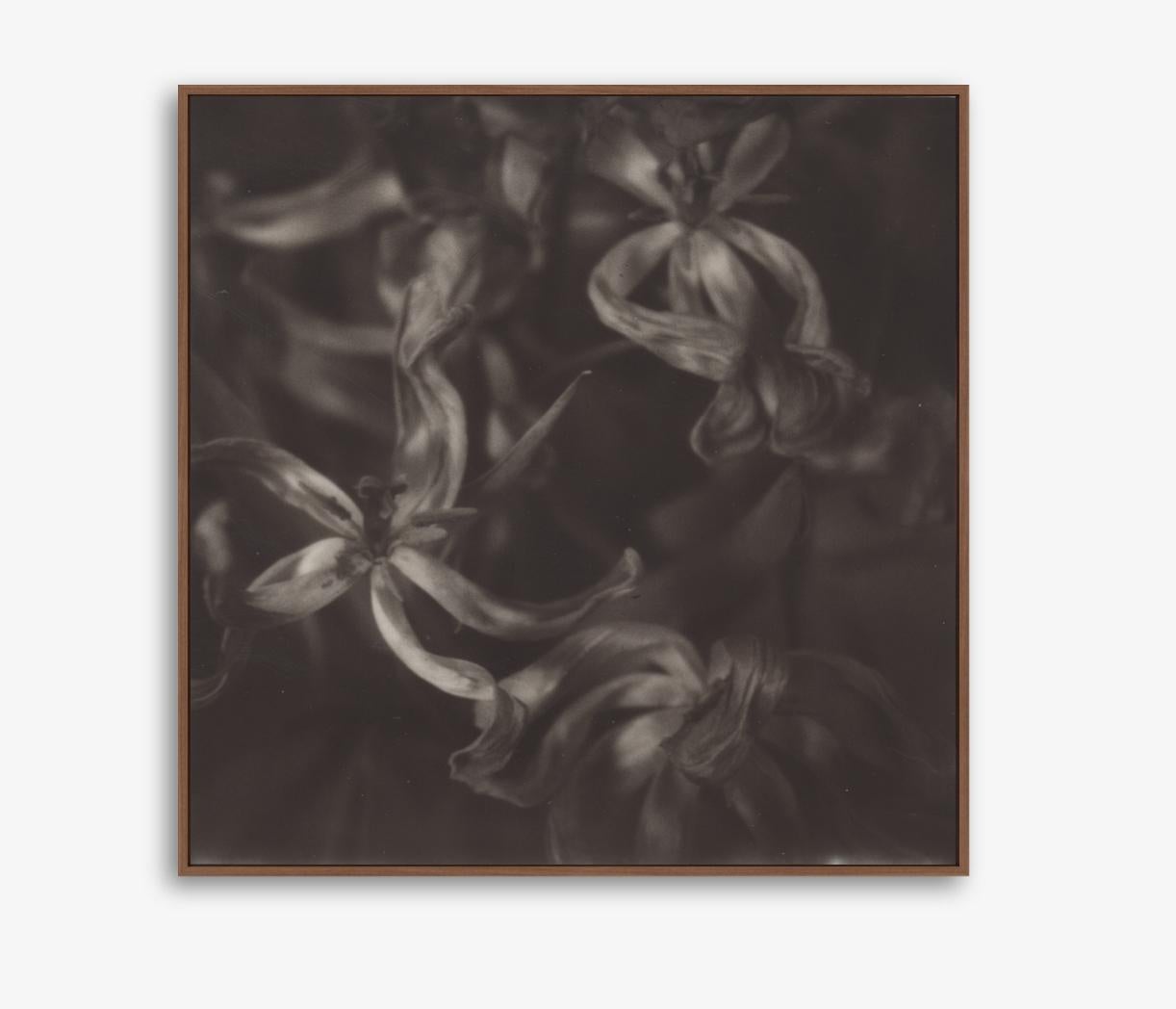 Dry Tulips - 21st Century Contemporary Photographic Floral Print - B/W Polaroid For Sale 1