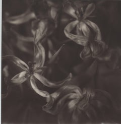 Dry Tulips - 21st Century Contemporary Photographic Floral Print - B/W Polaroid