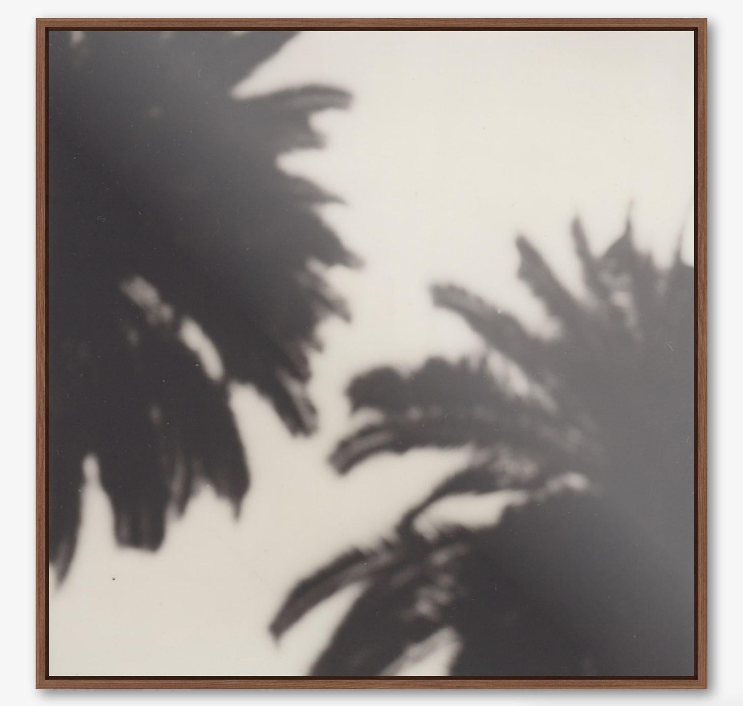 Calme comme un palmier - Gravure photographique contemporaine en noir et blanc du 21e siècle - Noir Abstract Print par Pia Clodi