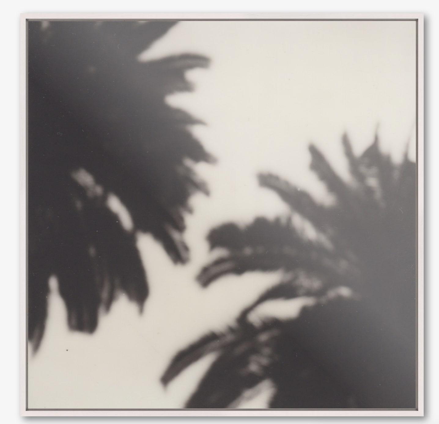 Calme comme un palmier - Tirage photographique contemporain en noir et blanc du 21e siècle, original polaroïd, cadre à ombres portées - Tirage photographique sur aluminium dibond - Édition de 10 + 1, avec certificat

Calm as a Palm est un bel