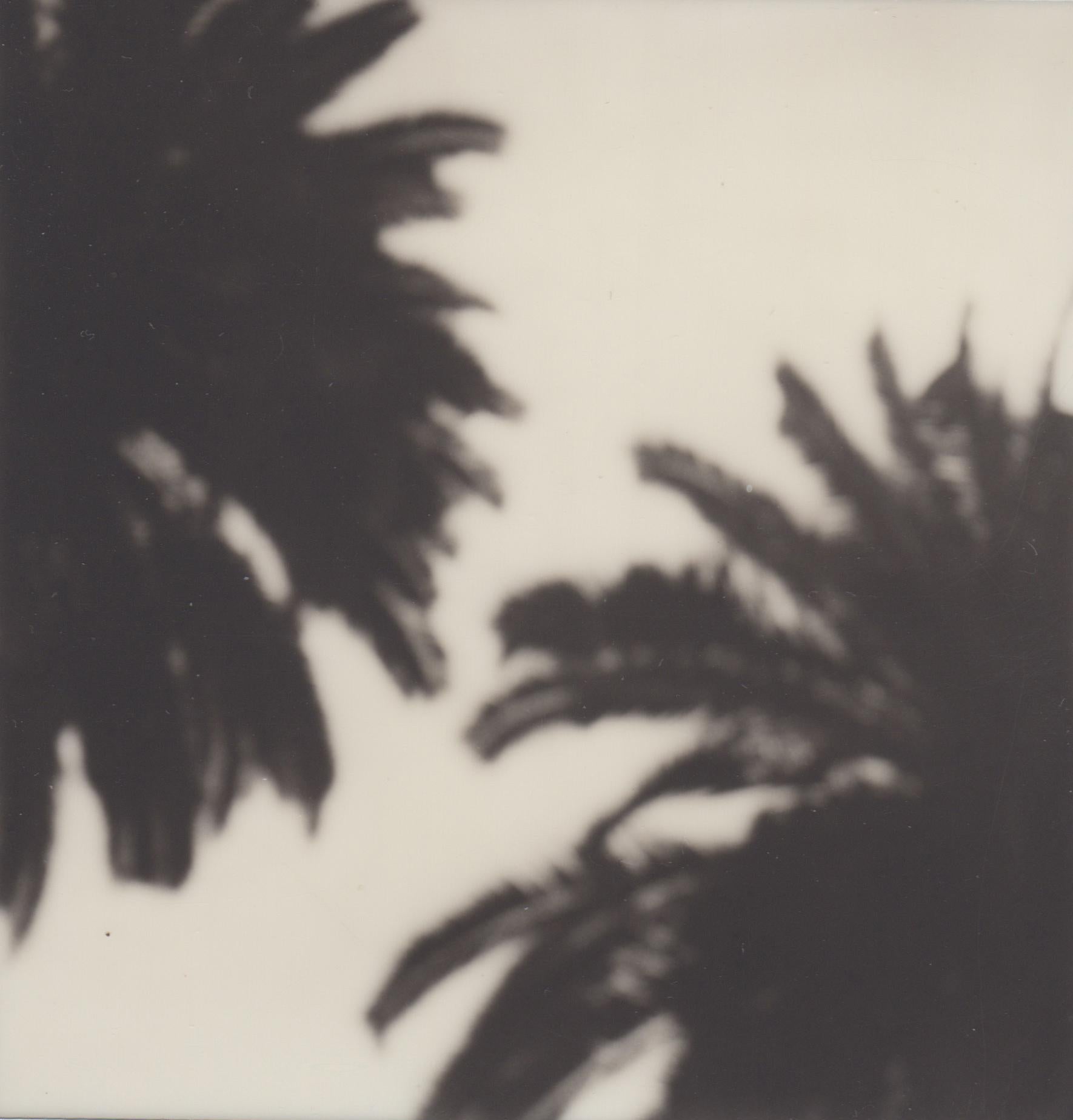 Calme comme un palmier - Gravure photographique contemporaine en noir et blanc du 21e siècle
