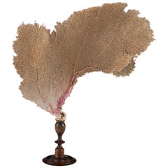 Piece of Edwardian Pink Sea Fan Coral with Turned Mahogany Stand