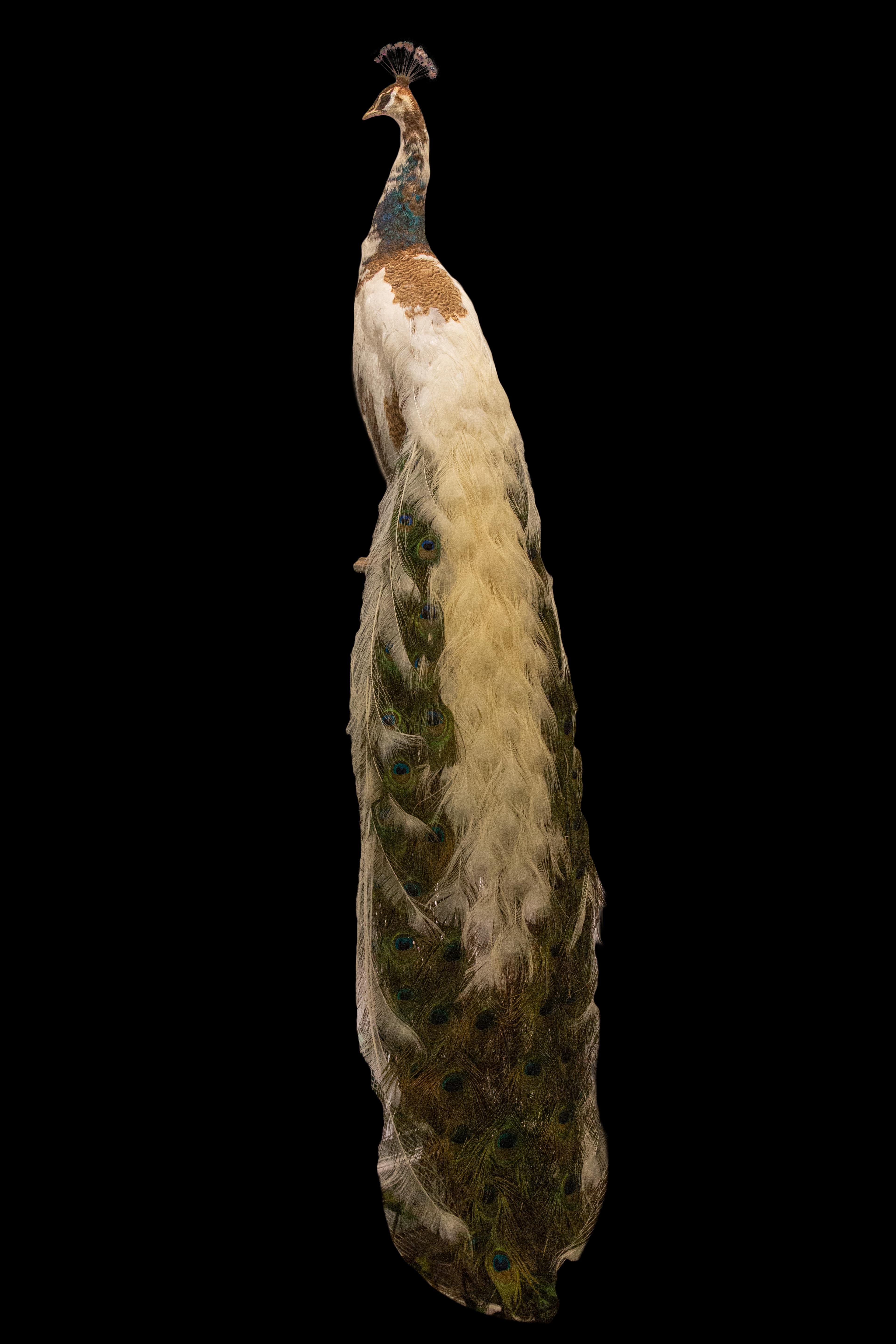 Taxidermy Pied peacock, beautifully mounted on an oval, wooden base with removable tail for flexibility of placement.