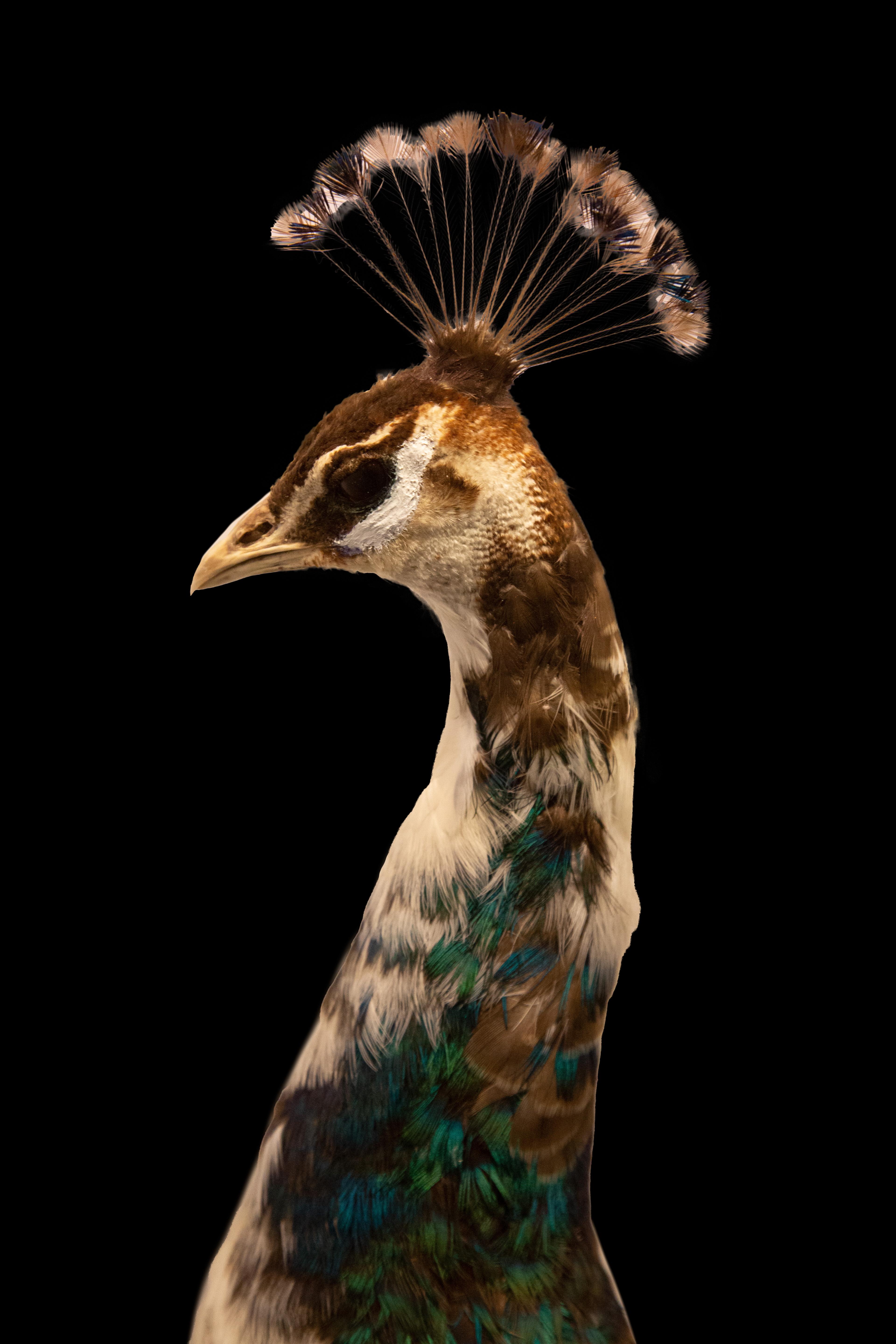Late Victorian Pied Taxidermy Peacock