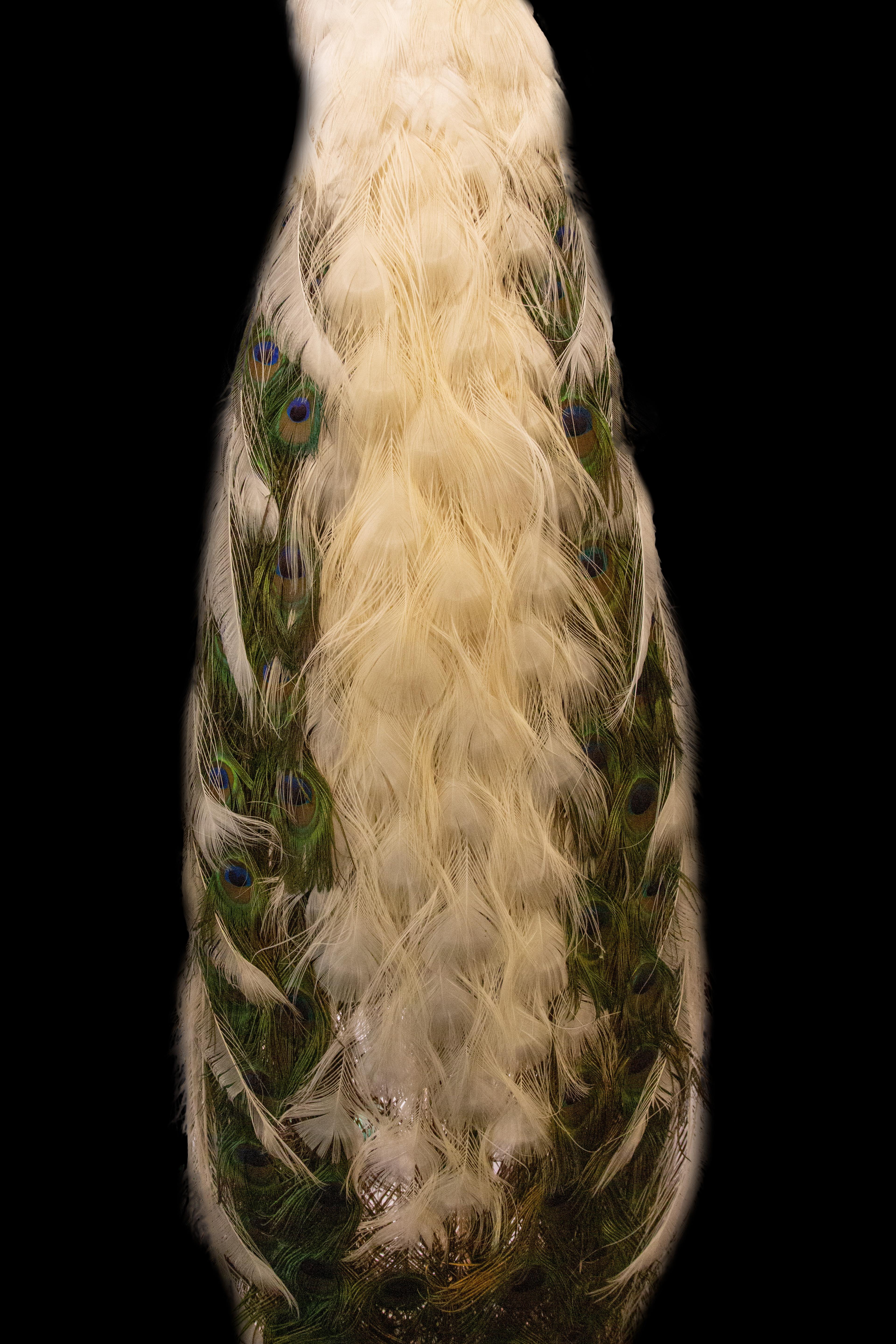 American Pied Taxidermy Peacock