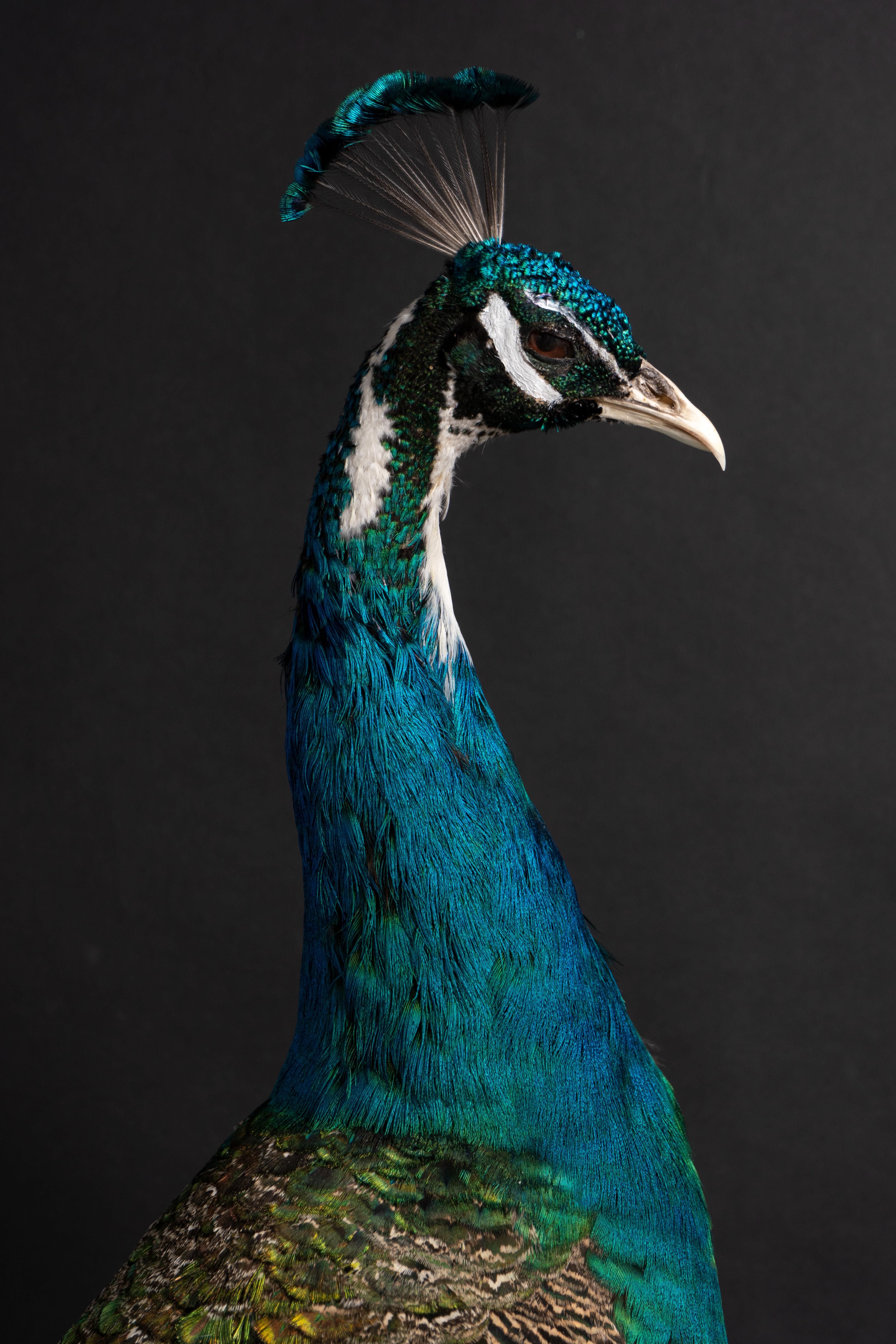 peacock pied