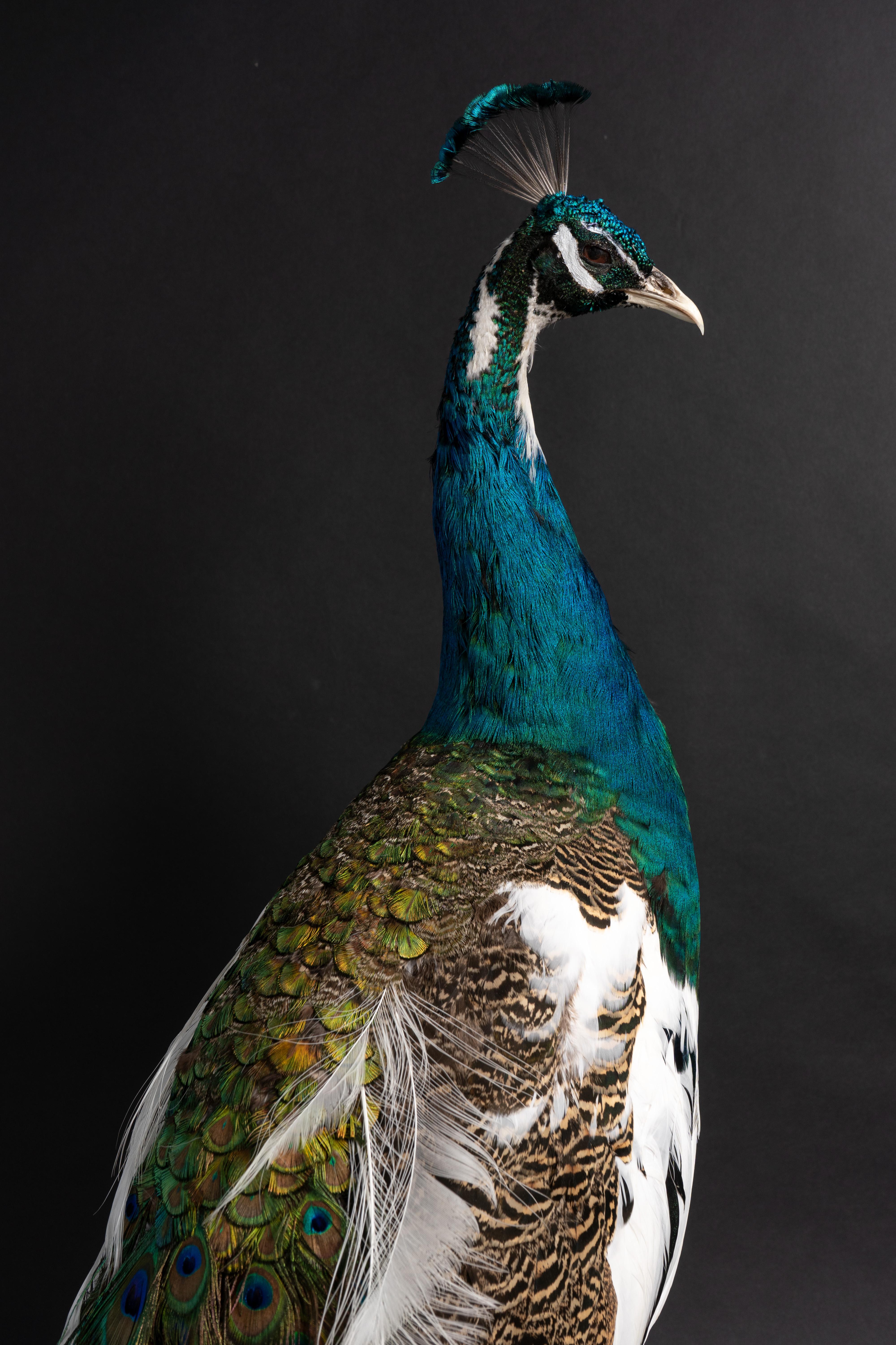 Late Victorian Pied Taxidermy Peacock