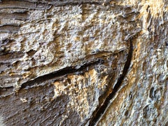 Pierre Bosco (French 1909 - 1993); The Dove; oil on canvas