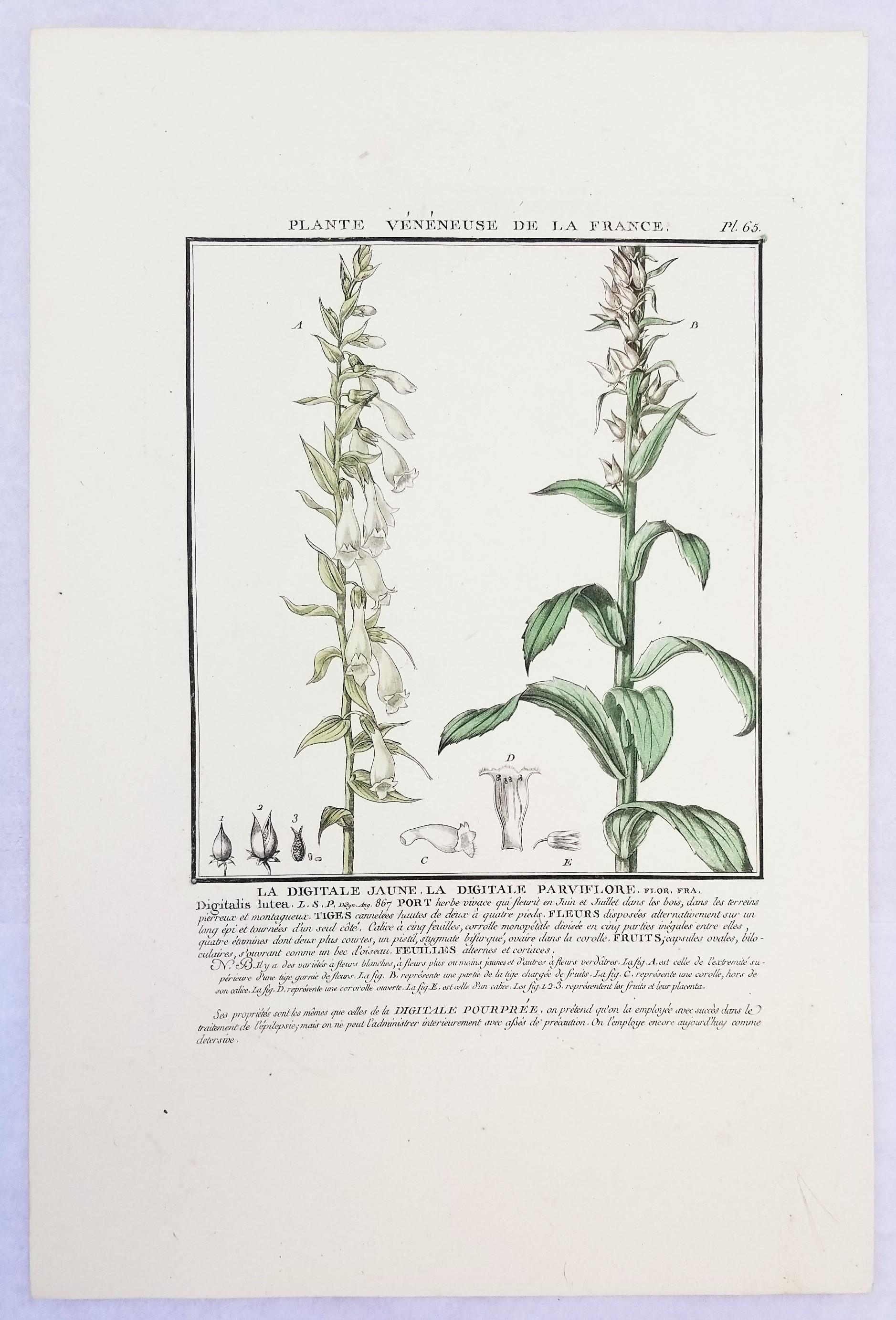 Set von vier farbigen Gravuren aus „Herbier de la France“ von Pierre Bulliard im Angebot 4