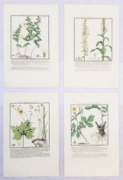 Set of Four Color Engravings from "Herbier de la France" by Pierre Bulliard