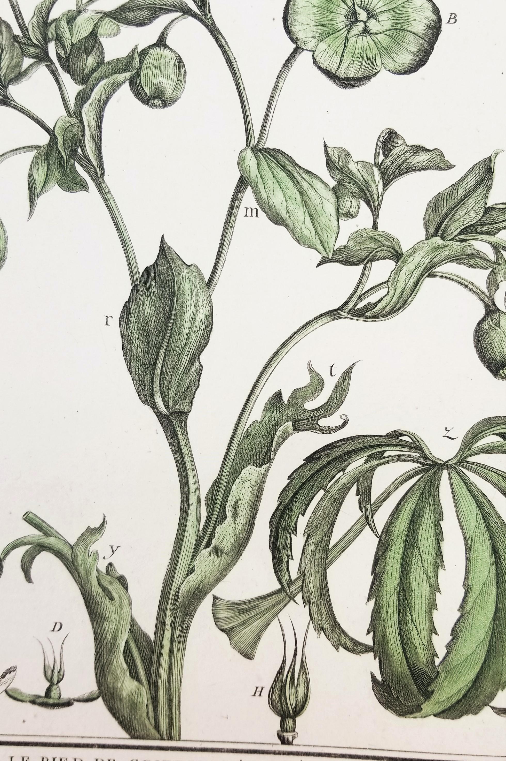 Set von drei farbigen Gravuren aus „Herbier de la France“ von Pierre Bulliard im Angebot 3