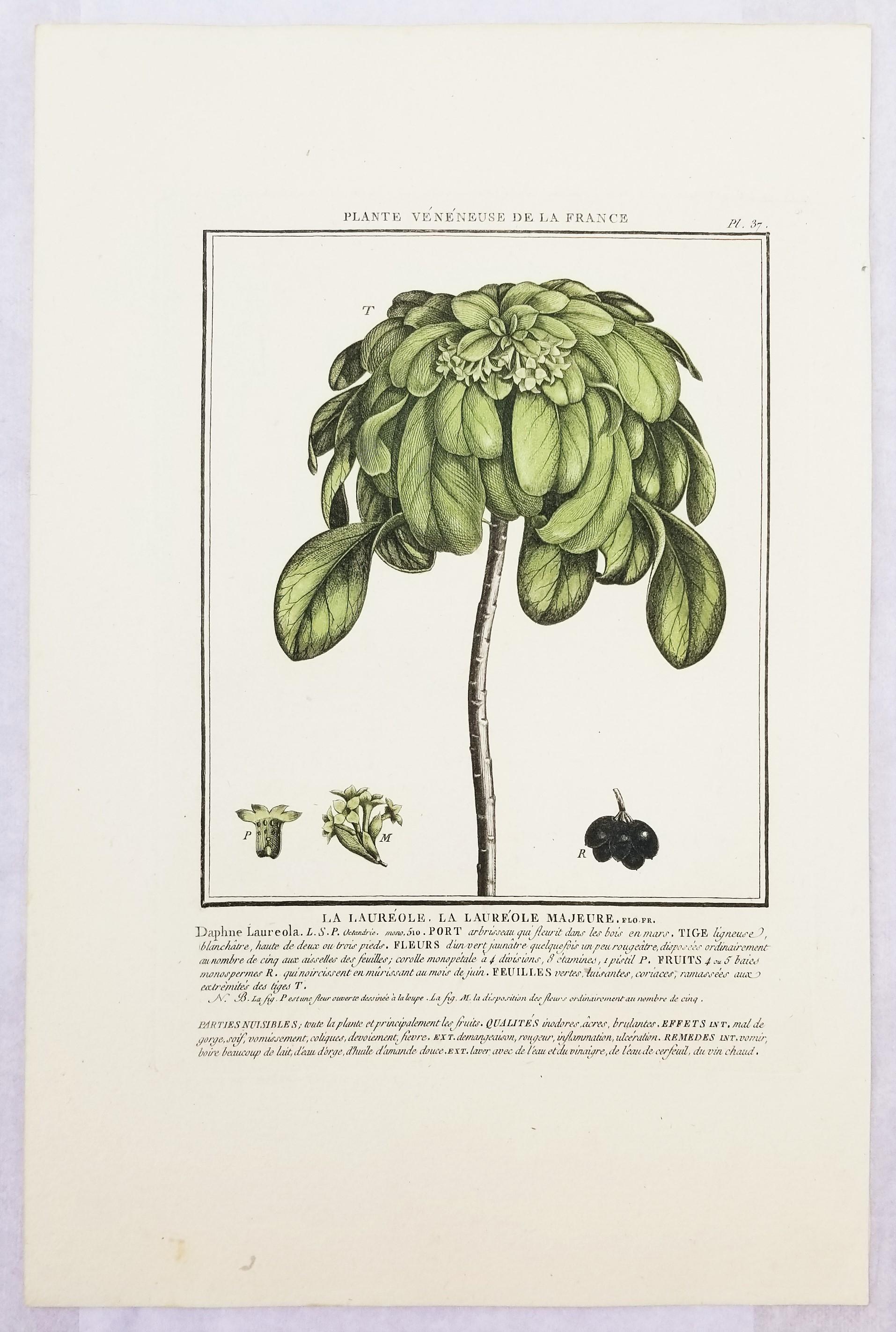 Set von drei farbigen Gravuren aus „Herbier de la France“ von Pierre Bulliard im Angebot 4