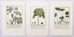 Set of Three Color Engravings from "Herbier de la France" by Pierre Bulliard