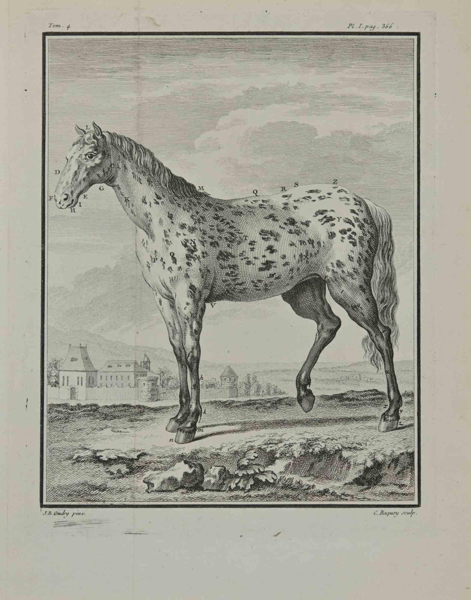 A horse is an etching realized by Pierre Charles Baquoy in 1771.

It belongs to the suite "Histoire naturelle, générale et particulière avec la description du Cabinet du Roi".

Paris: Imprimerie Royale, 1749-1771. 

24,5 x 20 cm.

Artist's signature