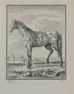 Ein Pferd – Radierung von Pierre Charles Baquoy – 1771