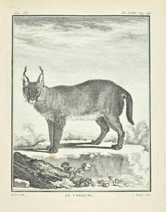 Le Caracal - Etching by Pierre Charles Baquoy - 1771