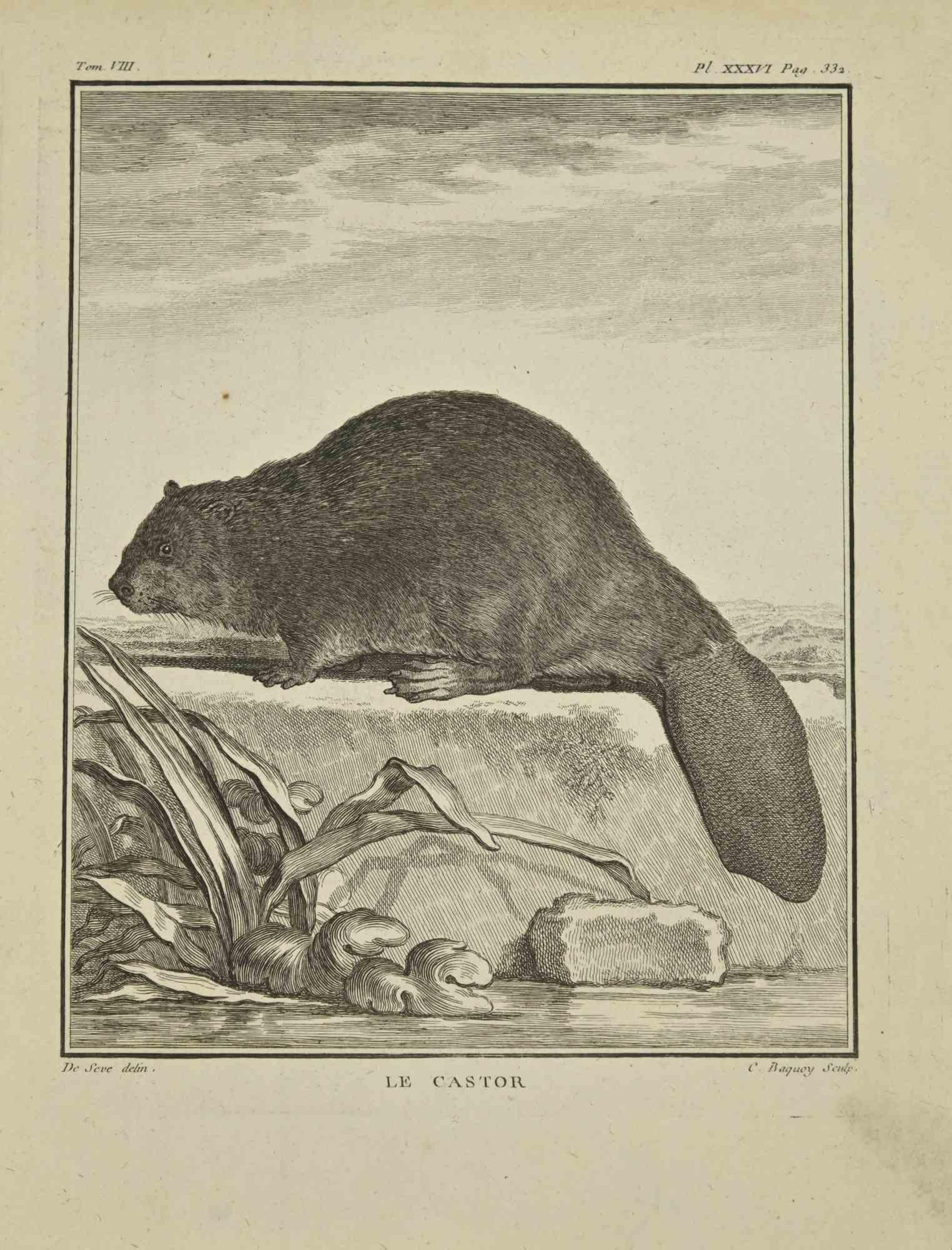 Le Castor is an etching realized by Pierre Charles Baquoy in 1771.

It belongs to the suite "Histoire naturelle, générale et particulière avec la description du Cabinet du Roi".

 
Pierre Charles Baquoy (27 July 1759 – 4 February 1829) was a French