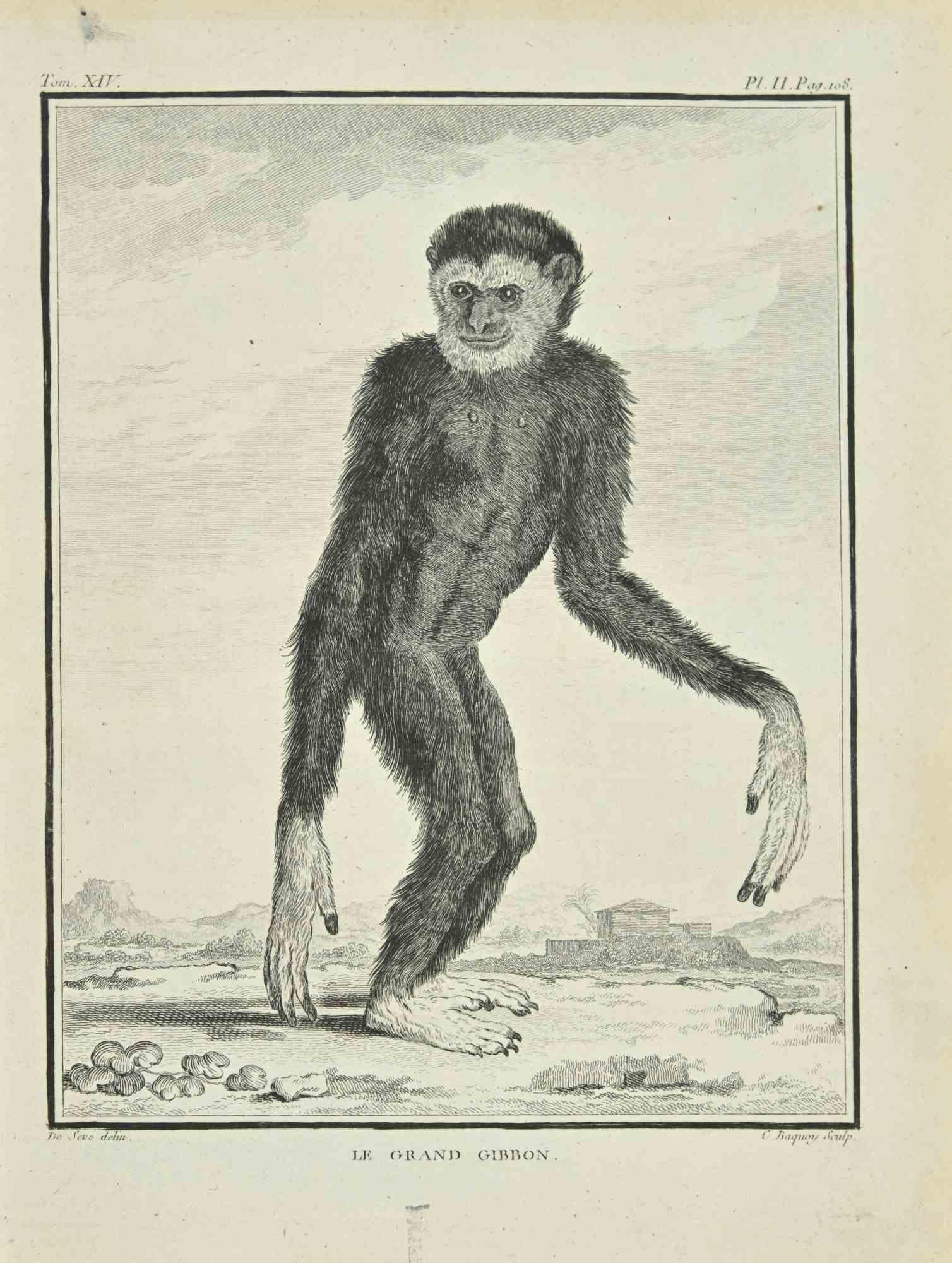 Le Grand Gibbon is an etching realized by Pierre Charles Baquoy in 1771.

It belongs to the suite "Histoire naturelle, générale et particulière avec la description du Cabinet du Roi".

 

Pierre Charles Baquoy (27 July 1759 – 4 February 1829) was a