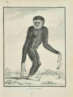 Le Grand Gibbon - Etching by Pierre Charles Baquoy - 1771