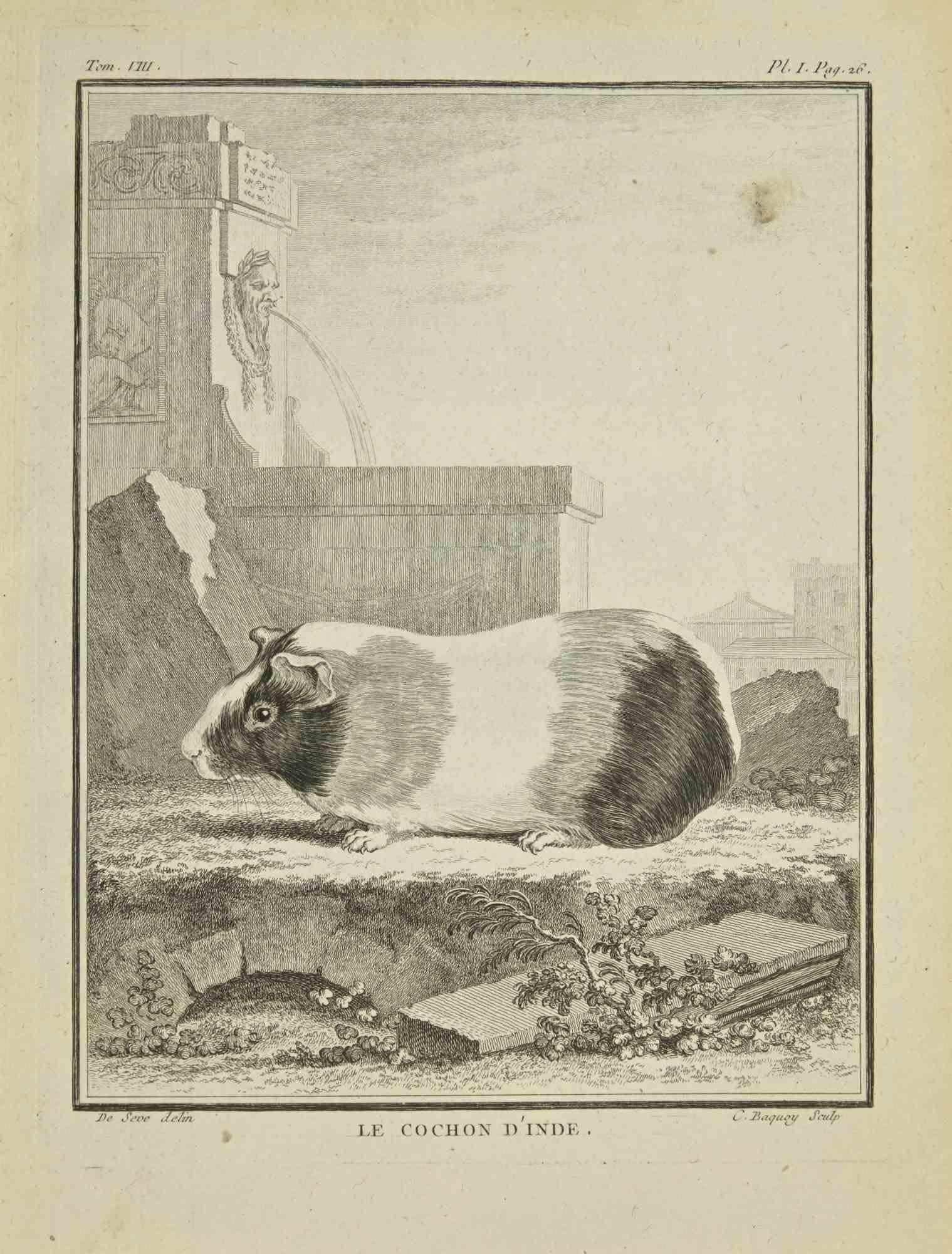 Le Cochon d'Inde est une eau-forte réalisée par Pierre Charles Baquoy en 1771.

Il appartient à la suite "Histoire naturelle, générale et particulière avec la description du Cabinet du Roi".


Pierre Charles Baquoy (27 juillet 1759 - 4 février 1829)