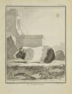 Le Petit Cochon d'Inde  Radierung von Pierre Charles Baquoy – 1771