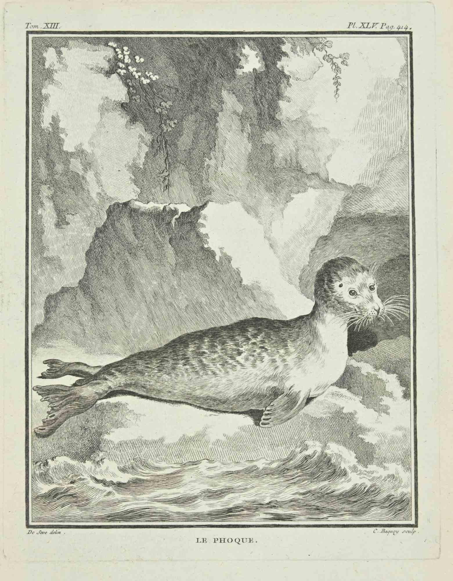 Le Phoque is an etching realized by Pierre Charles Baquoy in 1771.

It belongs to the suite "Histoire naturelle, générale et particulière avec la description du Cabinet du Roi".

 

Pierre Charles Baquoy (27 July 1759 – 4 February 1829) was a French