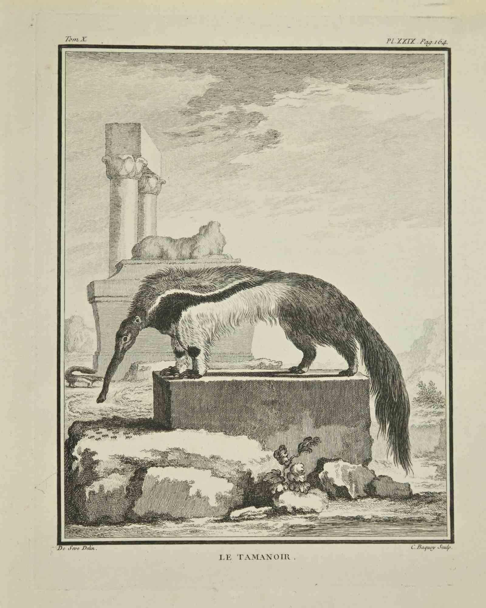 Le Tamanoir est une gravure réalisée par Pierre Charles Baquoy en 1771.

Il appartient à la suite "Histoire naturelle, générale et particulière avec la description du Cabinet du Roi".


Pierre Charles Baquoy (27 juillet 1759 - 4 février 1829) était