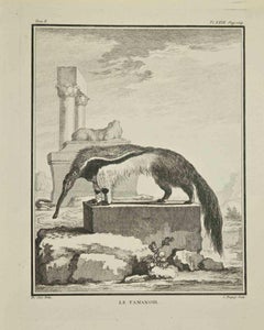 Le Tamanoir - Etching by Pierre Charles Baquoy - 1771