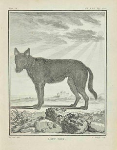 Antique Loup Noir - Etching by Pierre Charles Baquoy - 1771