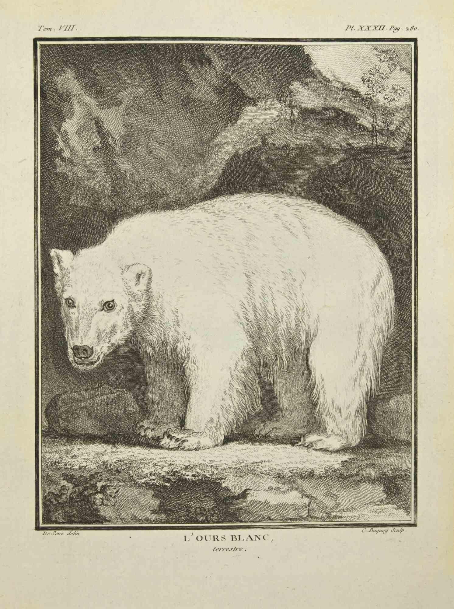L'Ours Blanc is an etching realized by Pierre Charles Baquoy in 1771.

It belongs to the suite "Histoire naturelle, générale et particulière avec la description du Cabinet du Roi".

 
Pierre Charles Baquoy (27 July 1759 – 4 February 1829) was a