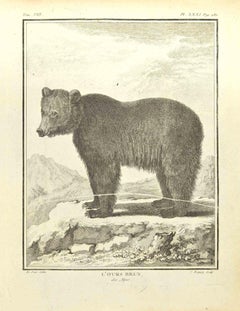 L'Ours Brun - Gravure de Pierre Charles Baquoy - 1771