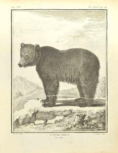 L'Ours Brun – Radierung von Pierre Charles Baquoy – 1771