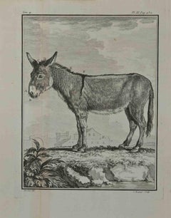 Antique The Donkey - Etching by Pierre Charles Baquoy - 1771