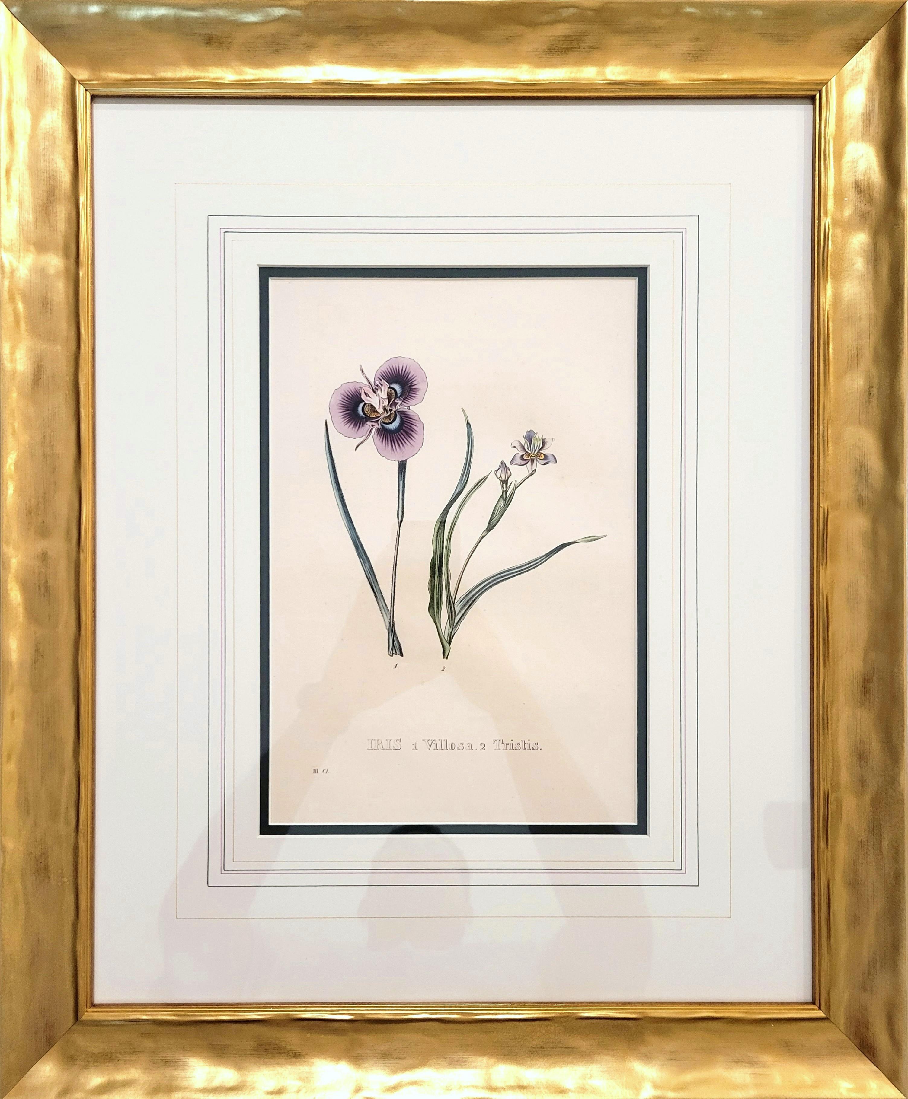 Iris /// Antike Naturgeschichte Botanik botanische Blumen Kunst Wissenschaftlicher Garten (Viktorianisch), Print, von Pierre Corneille Van Geel