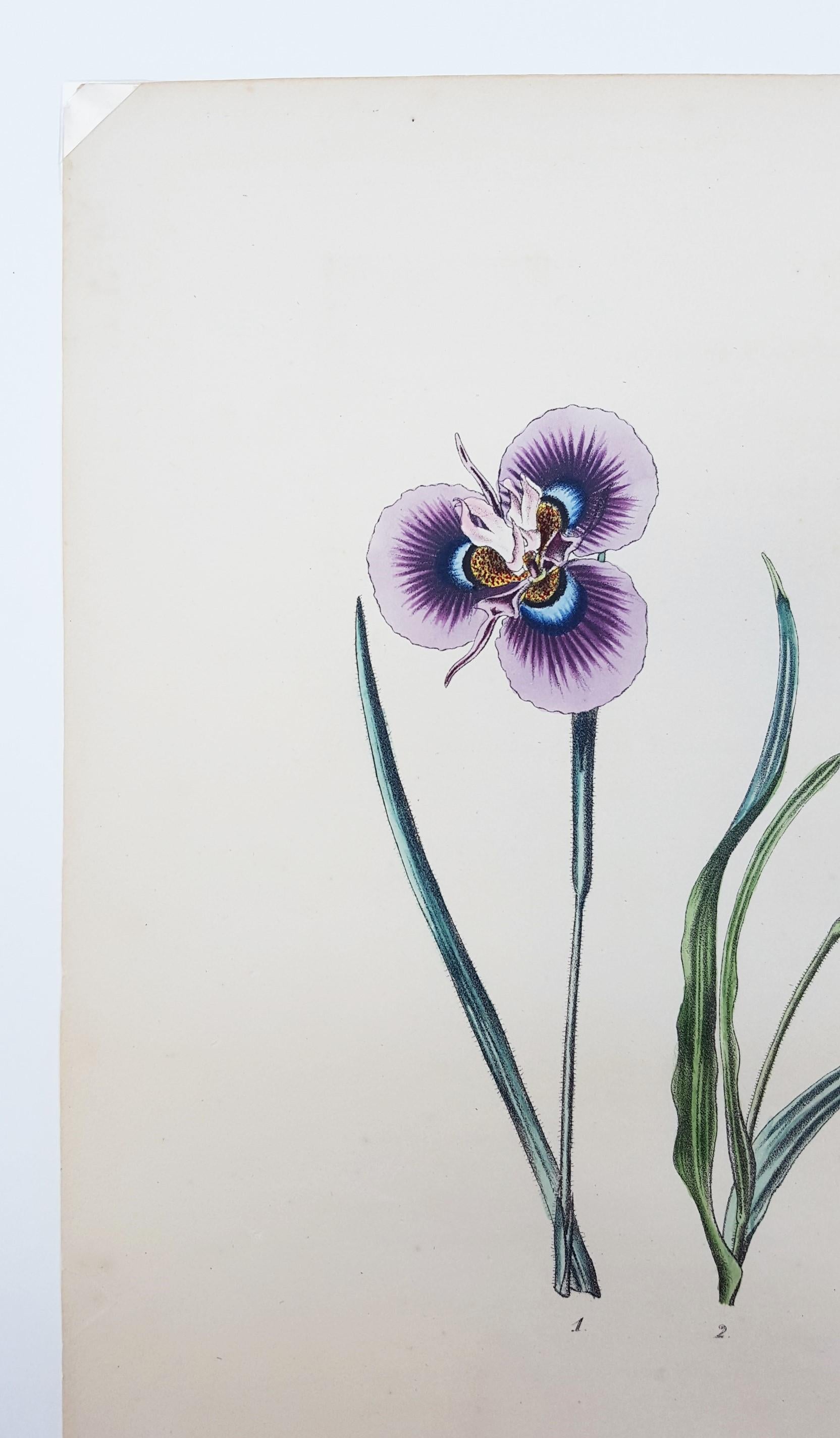 Iris /// Antique Natural History Botany Botanical Flower Art Science Garden en vente 7