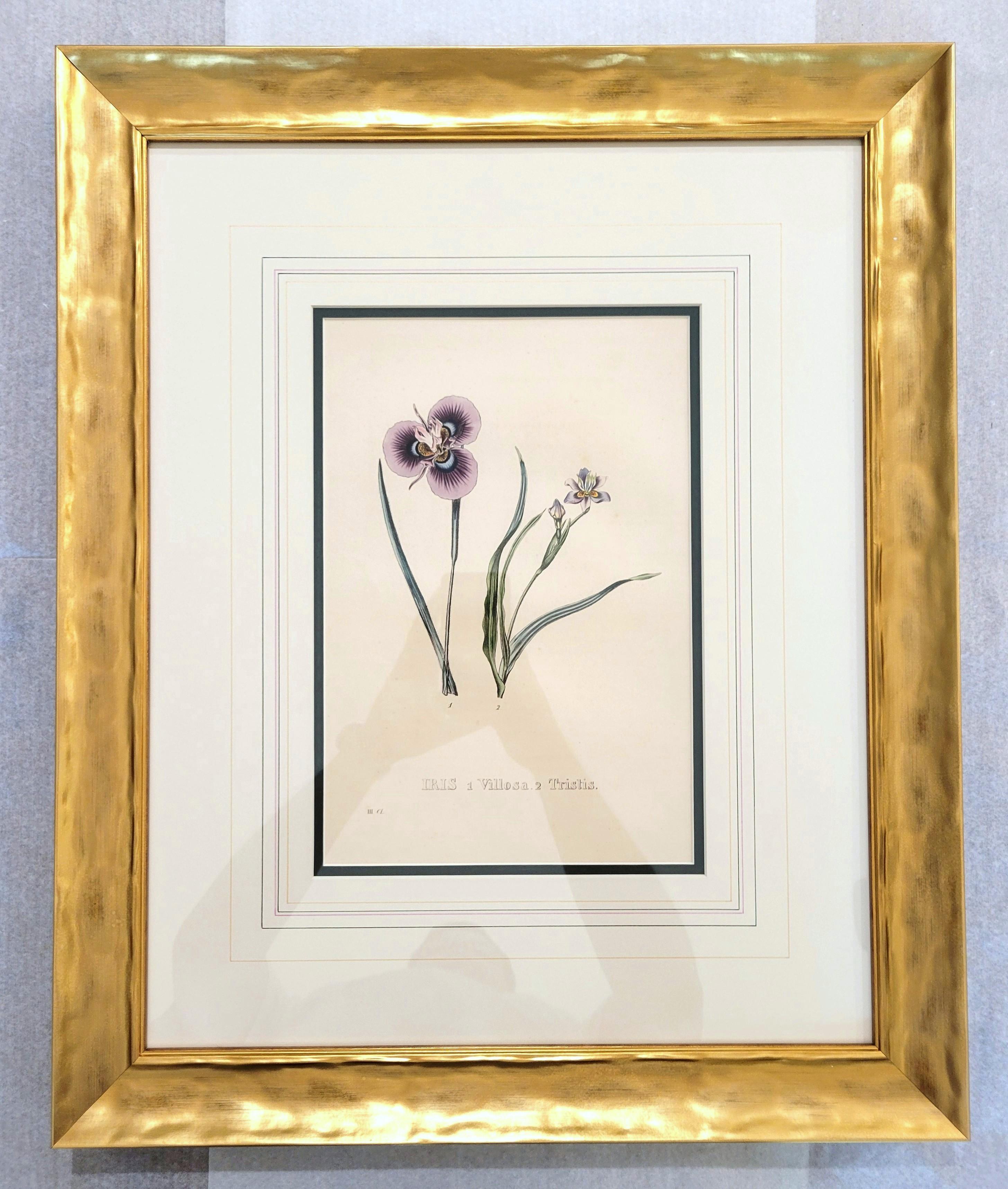 Iris /// Antike Naturgeschichte Botanik botanische Blumen Kunst Wissenschaftlicher Garten (Grau), Still-Life Print, von Pierre Corneille Van Geel