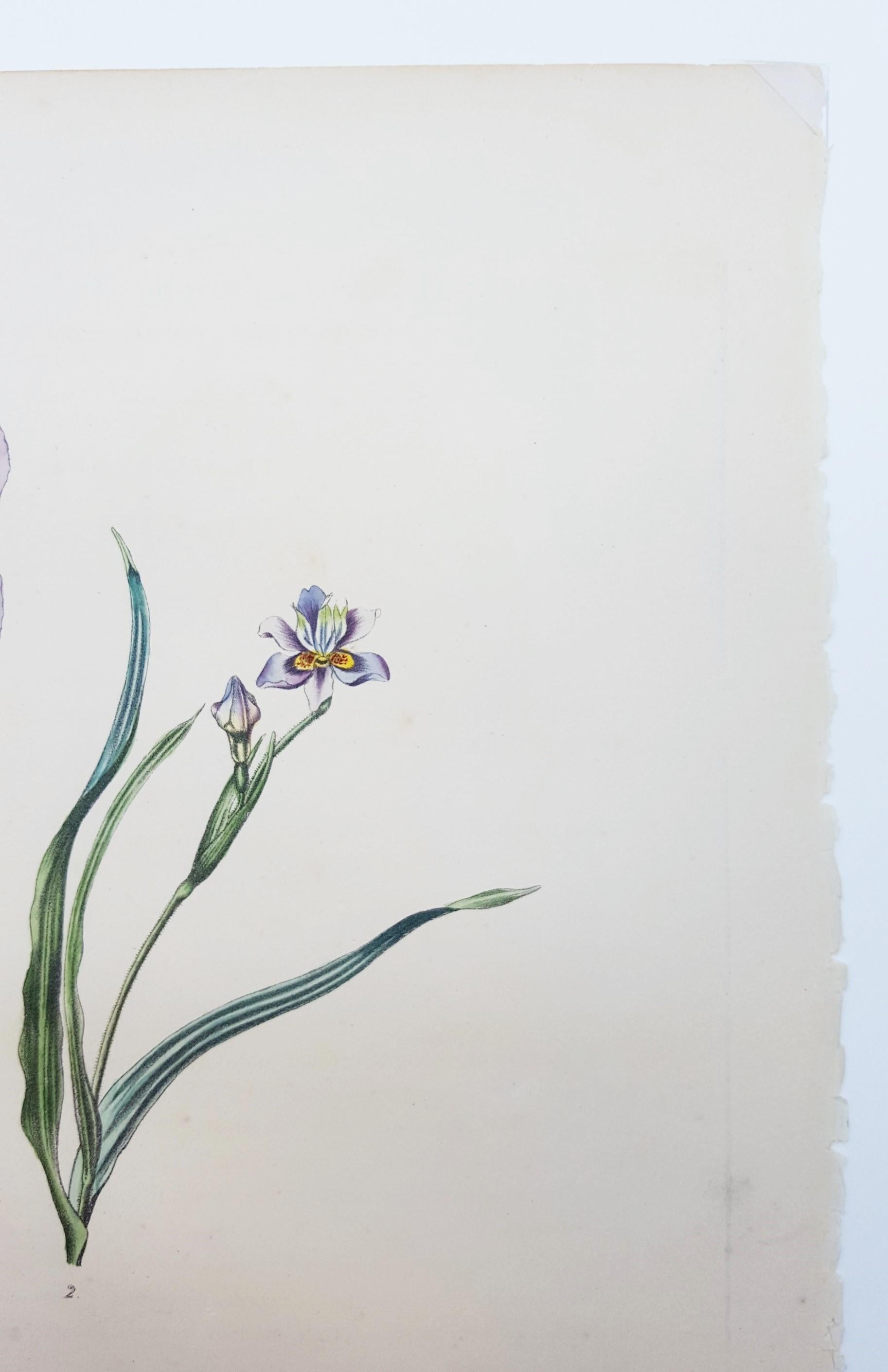 Iris /// Antique Natural History Botany Botanical Flower Art Science Garden en vente 8